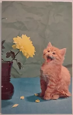 Vintage Postcard Crazy Kitten Eating Flower Cat AA6 • $4.65