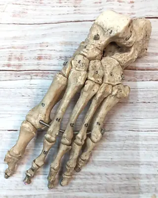 MEDICAL  Anatomical Model  - Skeleton Of The Foot (Flexible) - FREE SHIPPING • $69