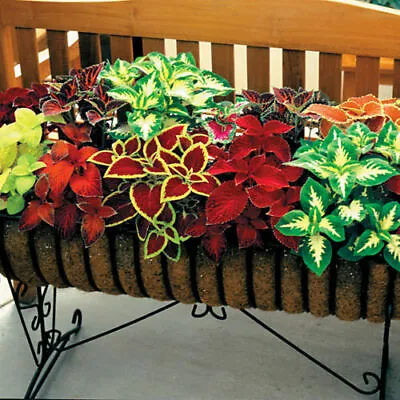 800 Coleus Wizard Mix Seeds  Annuals Dwarf  Foliage Plant Flowers Pot Garden Bed • £2.95