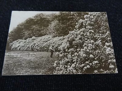 The Rhododendron Walk Longleat Postcard Warminster - 83769 • £4