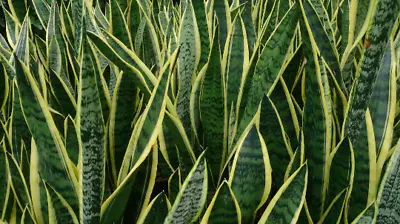 Rooted Sansevieria Draceana Snake Plant Mother In Law's Tongue - Air Purifying  • $6.50