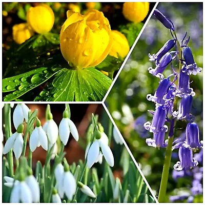 Snowdrop Bulbs / Bluebell Bulbs / Winter Aconites (IN THE GREEN) GARDEN PLANTS • £18.95