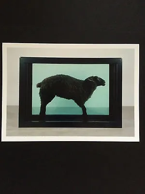 DAMIEN HIRST 'Black Sheep' Artist's Card Tate Modern Gallery 2012 • £14.99