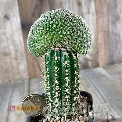 Fast-Growing Crested Sulcorebutia Species [68mm Pot] Rare Cactus Succulent • $5