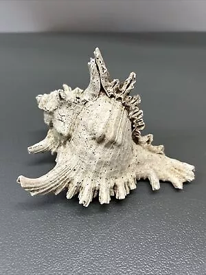 Natural Murex Ramosus Shell | 1 Large Murex Seashell 6” Decor • $14.99