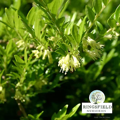 £16.99 • Buy Lonicera Pileata - Box-leaved Honeysuckle - 5Lt Large Potted Plant - Low Growing