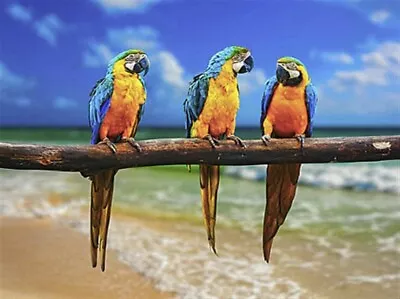 $17.95 • Buy 5D Diamond Painting Kit Full Round Drill 3 Parrots On Branch 30X20 Craft Art