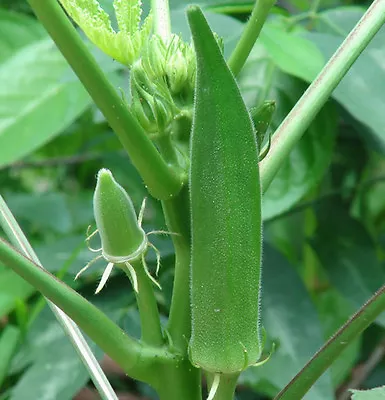 Green Okra - Clemson Spineless  - High Yielding Variety - 10 Seeds • $4.25