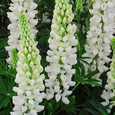 Lupin - 6cm Plug Plants • £5.99