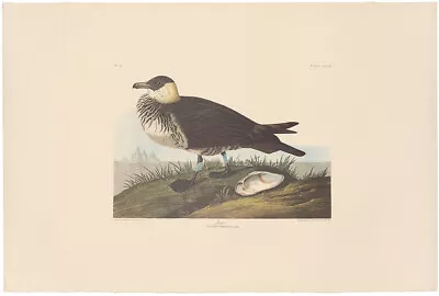 $100 • Buy Audubon Amsterdam Ed Double Elephant Folio Lithograph Pl 253 Jager