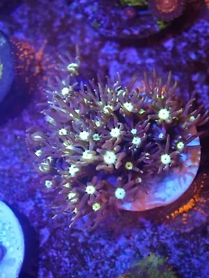 Purple Star Polyp GSP Soft Coral Frag Beginner Live Marine Frags Corals Reef • £16.99