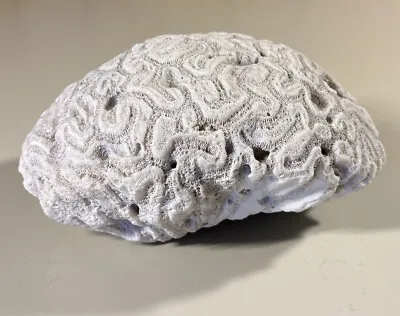 Vintage Natural Brain Coral 4 Lb 11 Oz 8”x5”x4” Lovely Piece • $75
