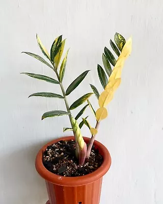 ZZ Zamia Variegated + Phytosanitary • $55