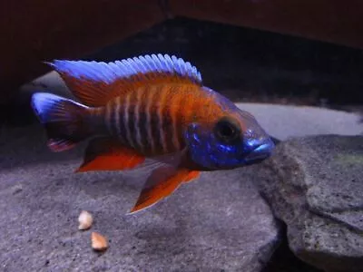 Red Nyasa Peacock - Aulonocara Nyassae ** Malawi Cichlid ** • £7.99