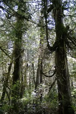 VANCOUVER ISLAND RAINFOREST GLOSSY POSTER PICTURE BANNER PRINT PHOTO Rim 7188 • $14.99