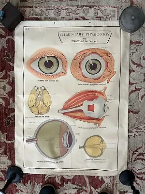 E.J. Arnold & Son Ltd. Vintage Educational Physiology Poster • $185