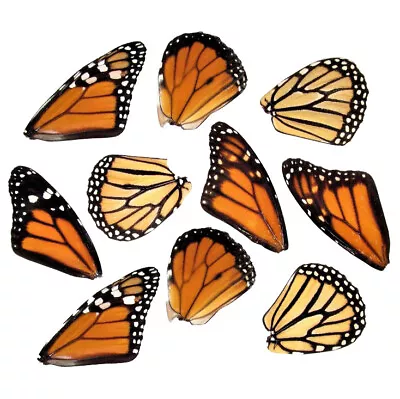 Lot Of 10 Monarch Danaus Plexippus Butterfly Wings Wholesale • $58