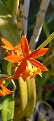 Epidendrum Radicans Ground Orchid Cuttings • $10