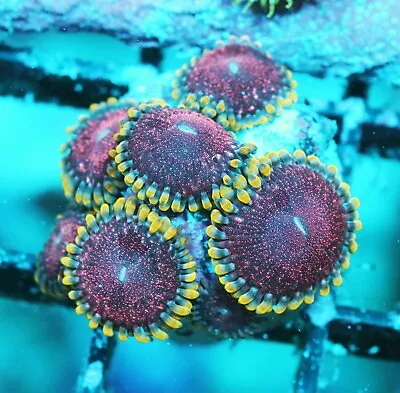 Montezuma Revenge Paly Zoanthids Paly Zoa SPS LPS Corals WYSIWYG • $4.99