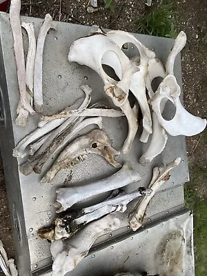 Mixed Cattle Bone Lot Vertebrae Spine Bone Ribs Leg Real SkullArt/Crafts Science • $119