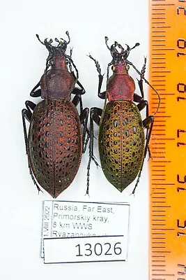 Carabus (Coptolabrus) Smaragdinus Losevi Carabidae Russia Far East Pair A1 13026 • $50