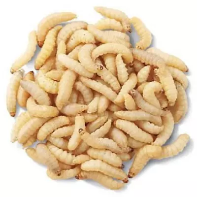 LIVE WaxWorms Reptile Insect Feeders Or Fishing Grub - NEW LOWER PRICING • $4.99