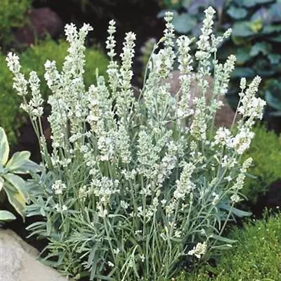 Lavender Ellagance 'Snow White' Perennial 9cm Pot Plants Pack X3 • £9.99