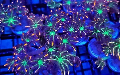Fireworks Clove Polyp * Live Coral Frag * AJ's Aquariums • $39.99
