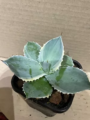 Agave.          Kabutogani.    Variegated      Cacti • $20