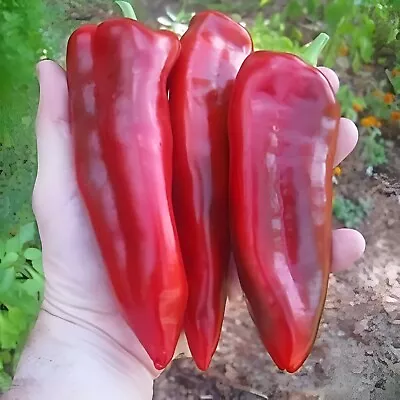 Marconi Red Pepper Giant 12 Seeds (Limited Qty) • $3.99