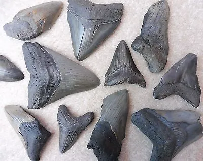 Megalodon Fossil Shark Teeth - Extra Large Teeth !!! (Between 2.5 & 5 Inches) • £33.99