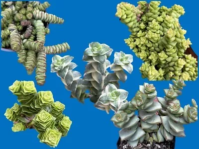 Crassula Necklace Form Succulent Cuttings - 5 Different Types In 1 Pack • $19.95