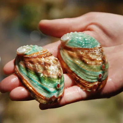 2Pcs Abalone Green Haliotis Natural Polished Seashell 6-7cm Color Random • $4.99