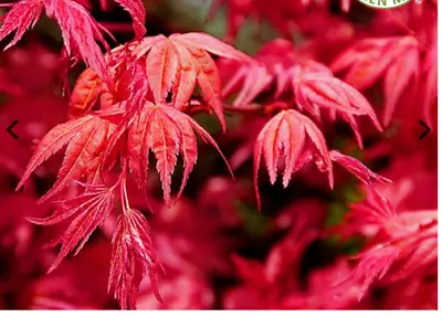 Japanese Acer Beni Maiko Plant Perennial Tree  1 X 11cm Pot Approx 25cm • £12.99