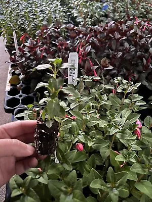 $4.99 • Buy Fuchsia Live Plant, Well-Rooted Plug, Healthy Starter Plants For SALE
