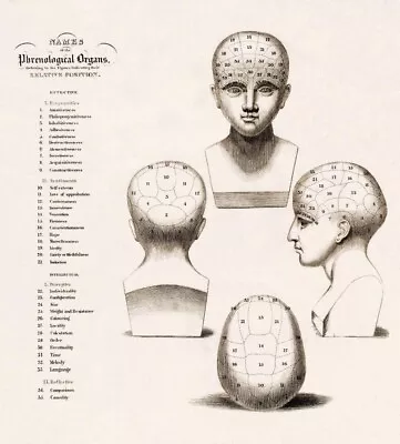 Phrenology Chart - Names For Phrenological Organs :   Art Print • $59