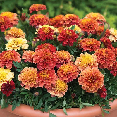 25+ Strawberry Blonde Marigold Seeds For Garden Planting - USA - FREE SHIPPING! • $4.93