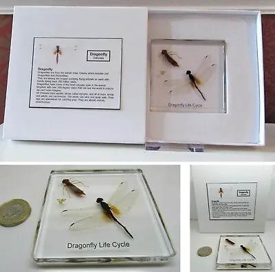£11.95 • Buy Dragonfly Life Cycle In Resin .. Real Insects Nature Collection In Gift Display