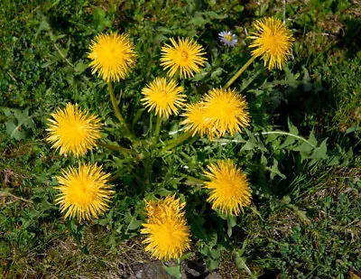 Common Dandelion 🌼 Taraxacum Officinale  Seeds 250x UK Grown 🌼 Many Available • £3.85