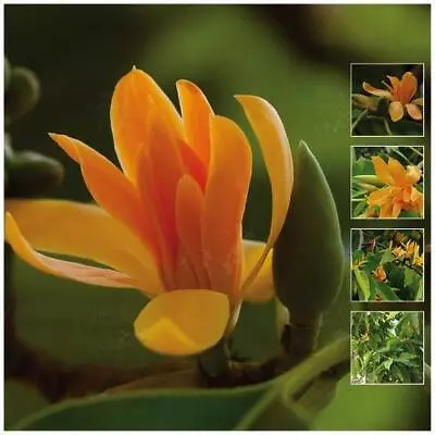 Magnolia Champaca Champak Michelia Seeds. Evergreen Tree. Perfumed Flowers • $9.05