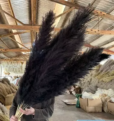 Pampas Grass Large Black Fluffy Tall Dried Natural Extra Large Plant 120cm ( 1 ) • £10.85