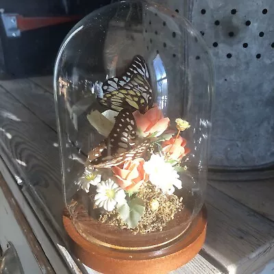 Vintage Butterflies And Roses Glass Dome Wood Base 1980s 7.5  • $24.99