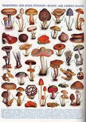 40 Different Types Mushroom Seeds Spores + Print Instructions For Cultivation • $200