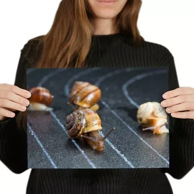 A4 - Racing Snails Race Funny Insect Snail Poster 29.7X21cm280gsm #24221 • £4.99