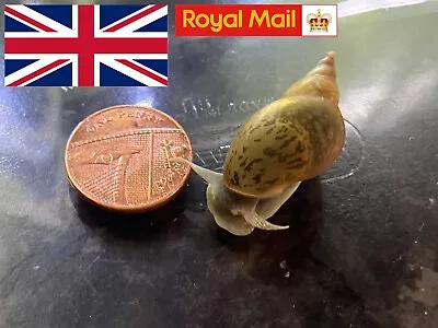 £1.99 • Buy NEW! Great Pond Snail (Lymnaea Stagnalis) FAST POSTAGE!
