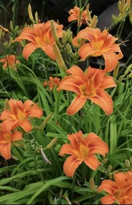 25 Live Orange Daylilies Ditch Day Lilies Plants Roots Dug Fresh When Sold • $25