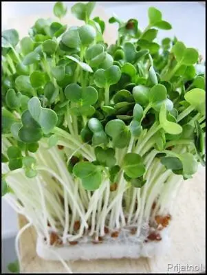 £2.99 • Buy Sprouting- Organic Sprouting Seeds Radish Daikon / White-10g Premium  Seed -1st 