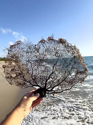 Large Natural Sea Fan 18” Coral Beach Decor Sea Fan Coral Sea Souvenir • $49.98