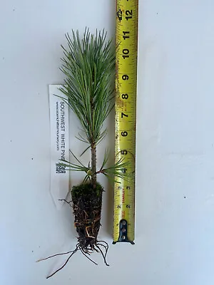 Pinus Strobiformis Southwestern White Pine Or Mexican White Pine • $16.95