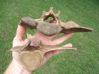 2 Associated Extinct Horse Vertebrae Florida Fossil Ice Age Equus Bones Skeleton • $1.99